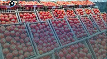 أسعار الطماطم والخضراوات والفواكه في كفر الشيخ اليوم الاثنين